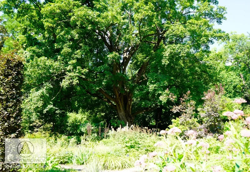 Løvfældende planter