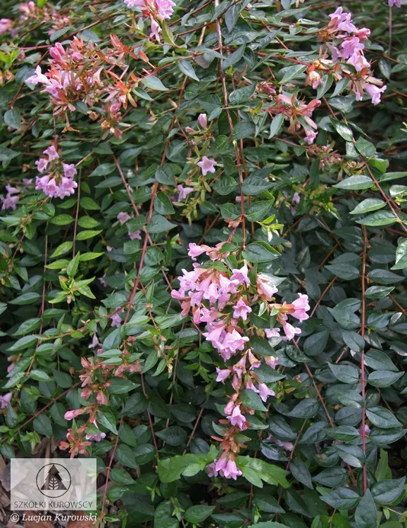 Løvfældende planter
