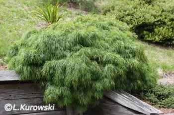 Eksotiske planter